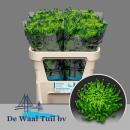 Vollsortiment -  Chrysantheme ANAST D GREEN